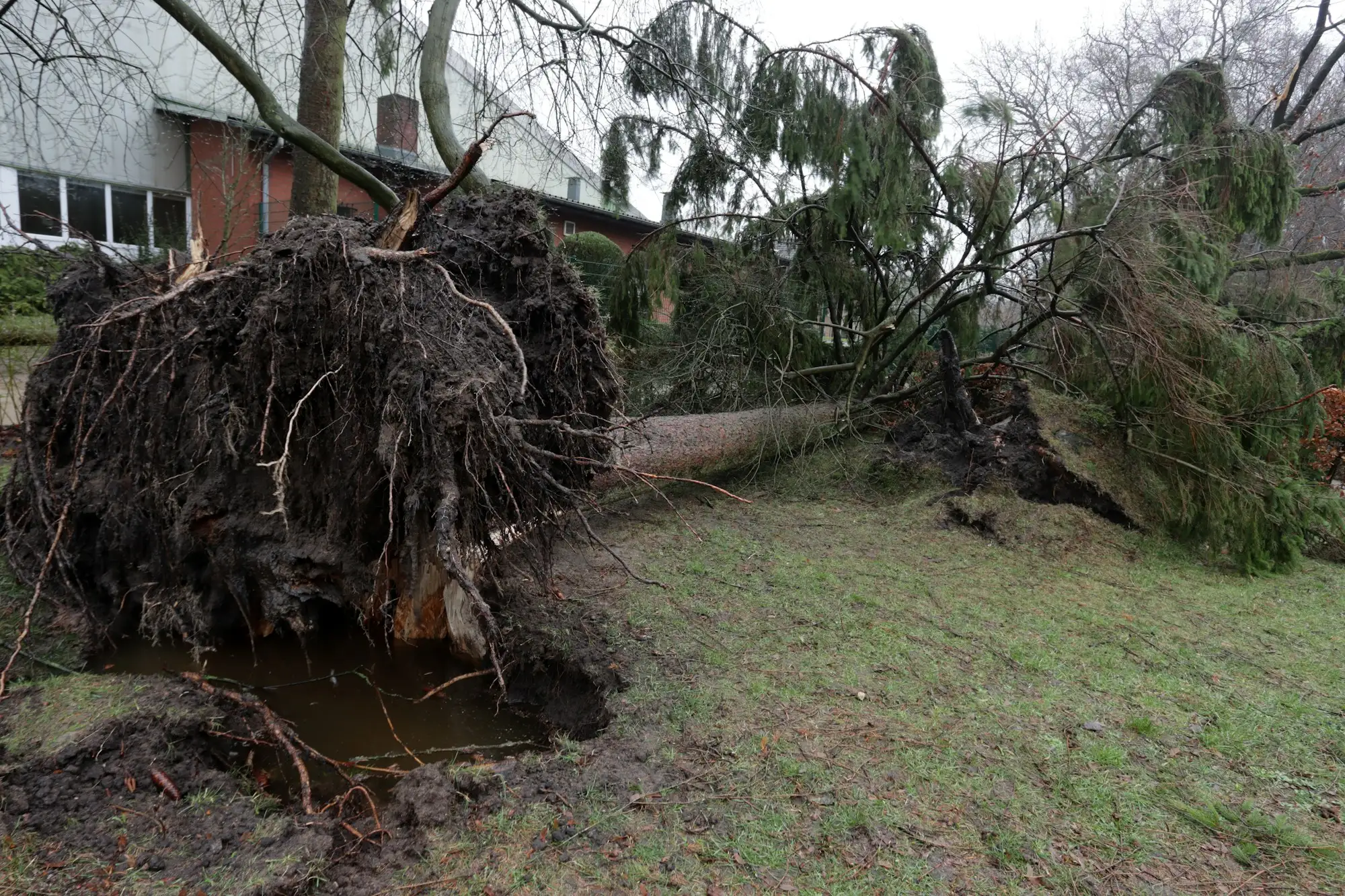 A large uprooted tree fallen beside a house after a storm